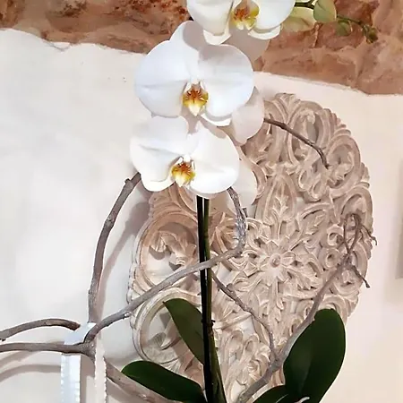Bed & Breakfast Donna Lucrezia Dimora A Corte Conversano